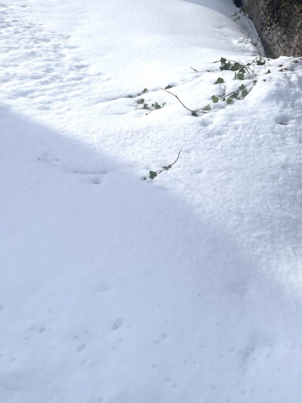 A VIEW : 17 January 2026